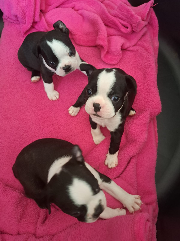 Female Boston Terrier Puppy for sale