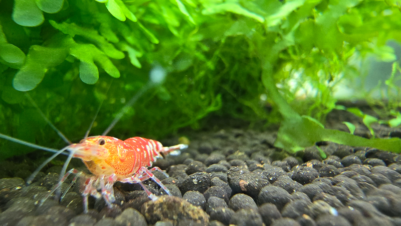 Red fancy tiger shrimp