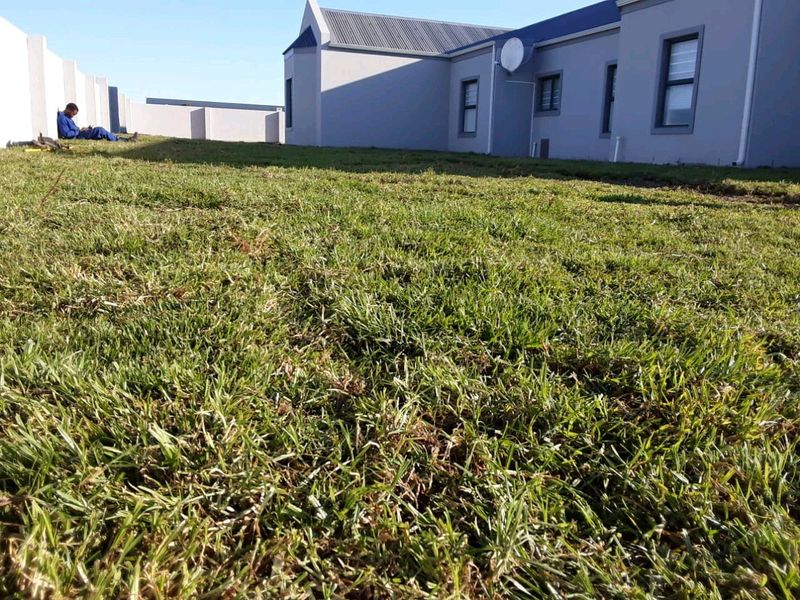 Buffalo grass//LM Berea (shade)//kikuyu grass instant roll on lawn