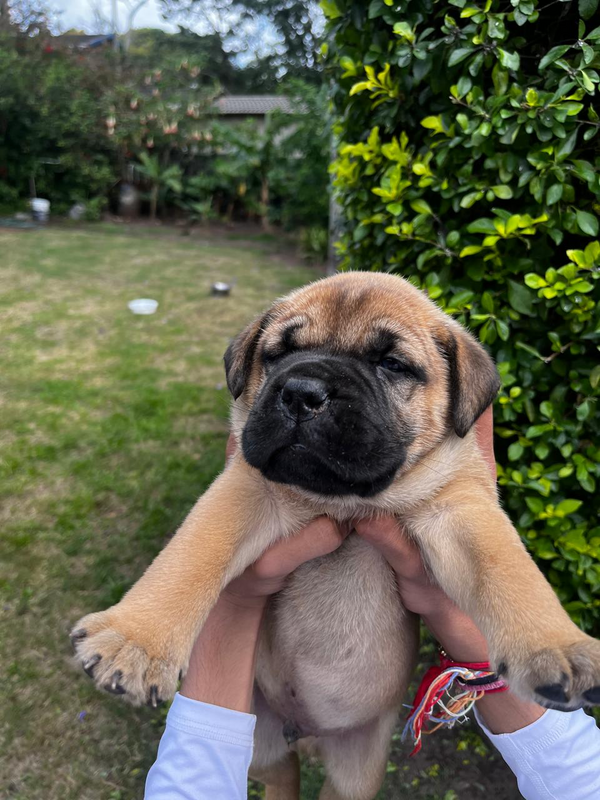 Bullmastiff pupp