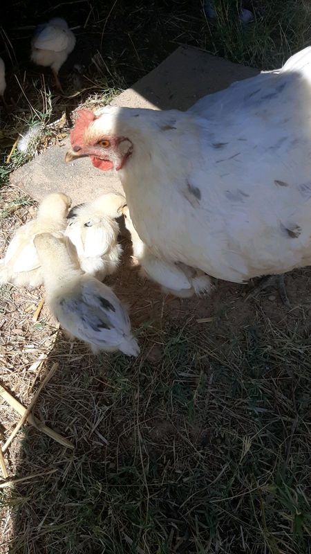 mix breed  chicks for sale