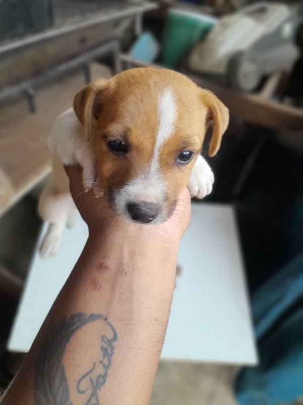 Jack Russells puppies