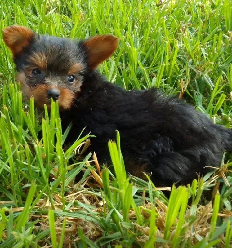 Miniature Yorkie puppies