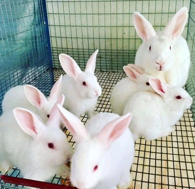HIGH-QUALITY MEAT RABBITS FOR SALE