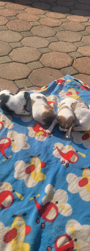 Pure breed jack Russell puppies for sale 6 weeks old contact on 0817062476