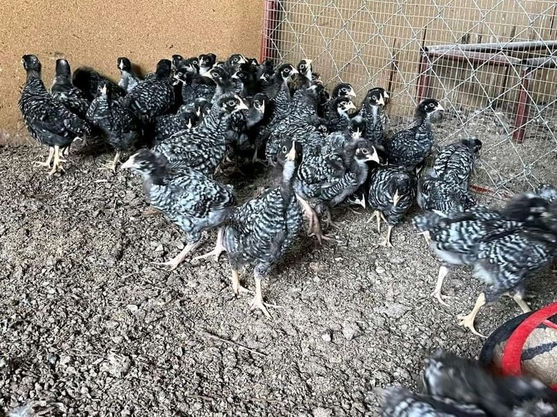 Potchefstroom Koekoeks Chicks For Sale