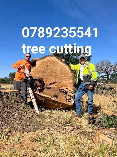WE cut trees and removals