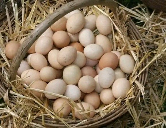 Black Australorps Fertile Eggs For Sale