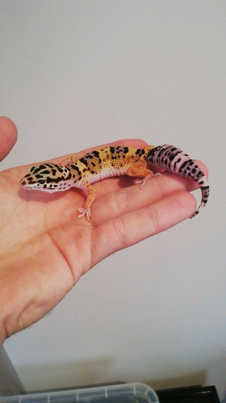 Baby Leopard Gecko For Sale