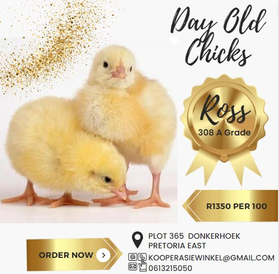 Day old chicks sold at Kooperasie Veevoer Winkel