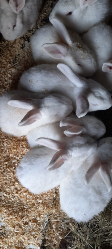 New Zealand rabbits for sale