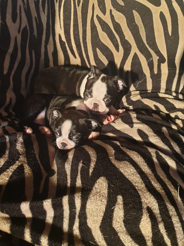 Boston terrier puppies