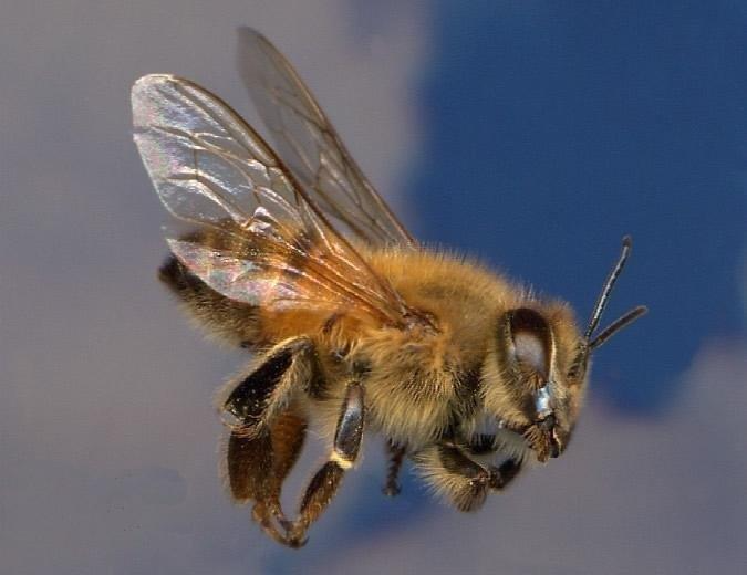 Honeybees BATS Translocation