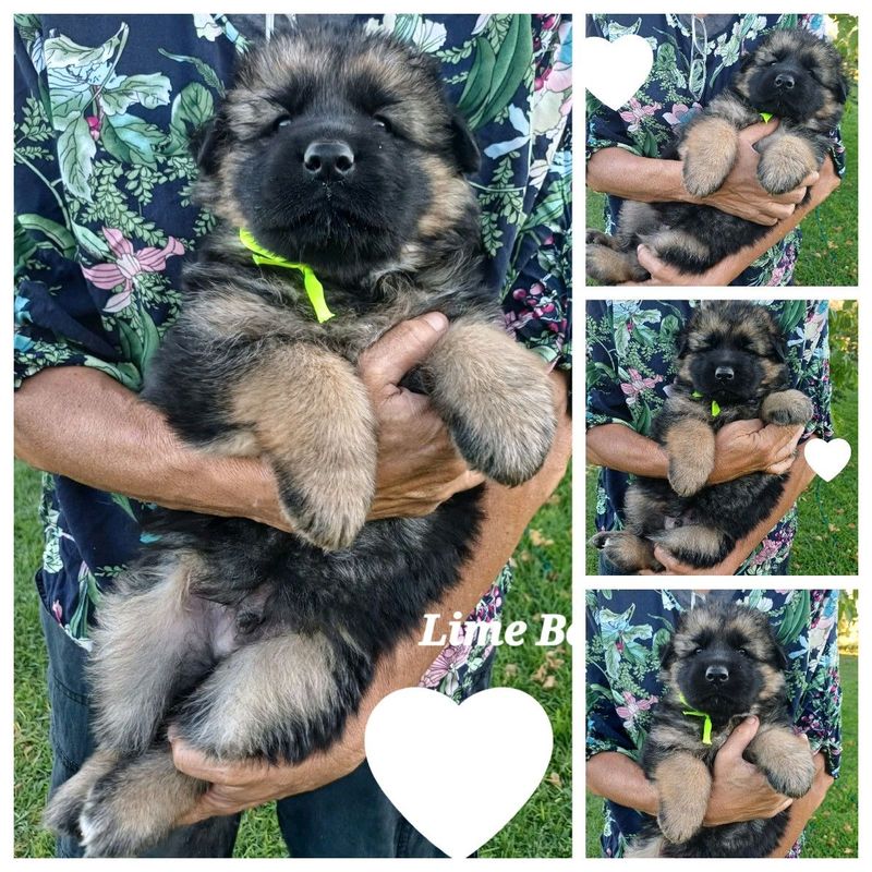 GERMAN SHEPHERD PUPPIES