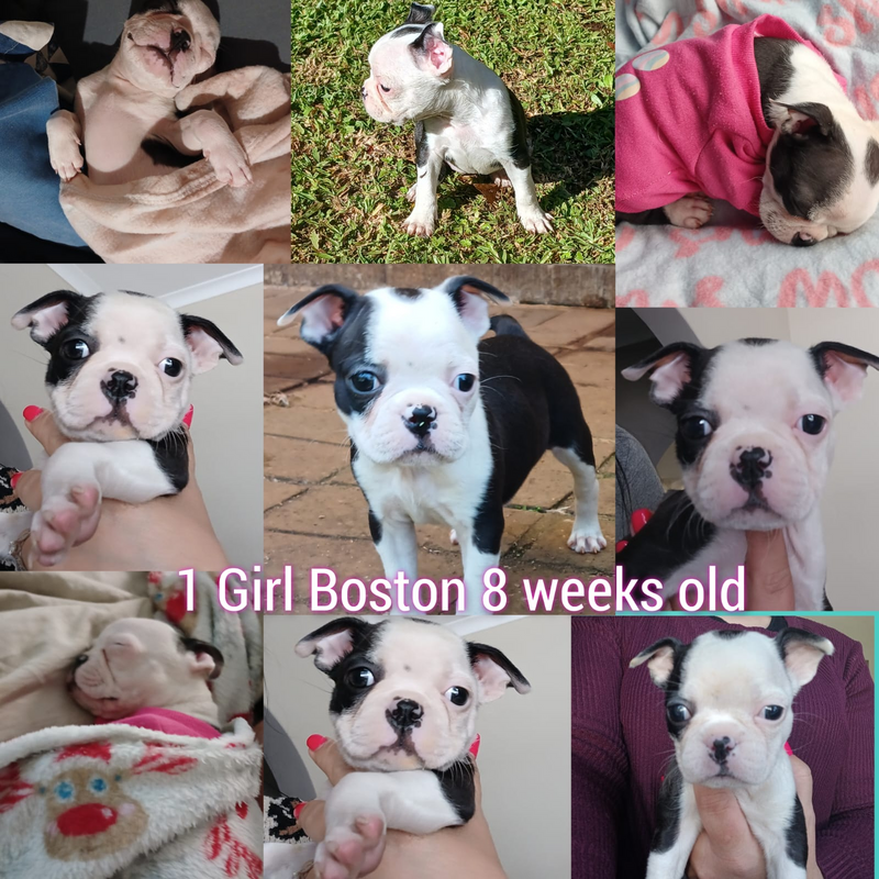 Female Boston Terrier Puppy 8 Weeks Old