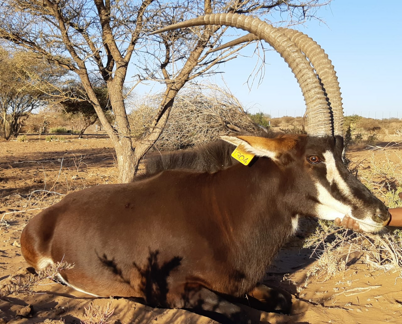 Sable bulls R1350 per inch