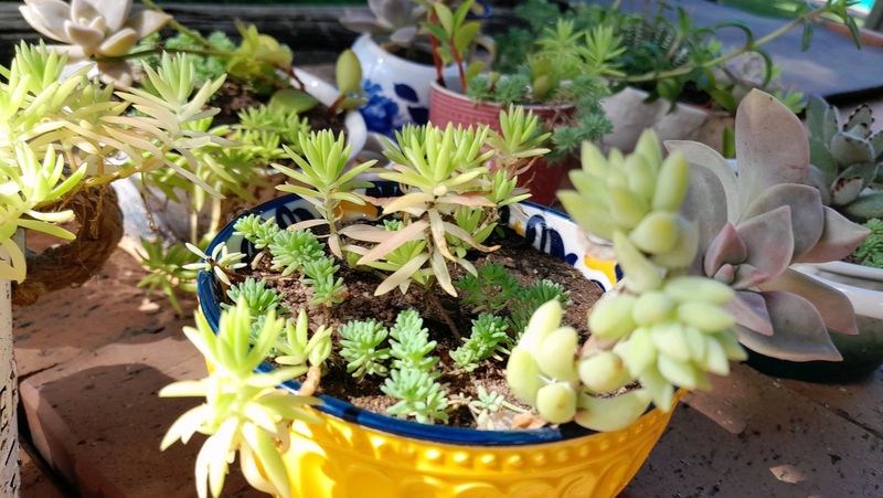 Decorative pot plants with succulents (Negotiable)