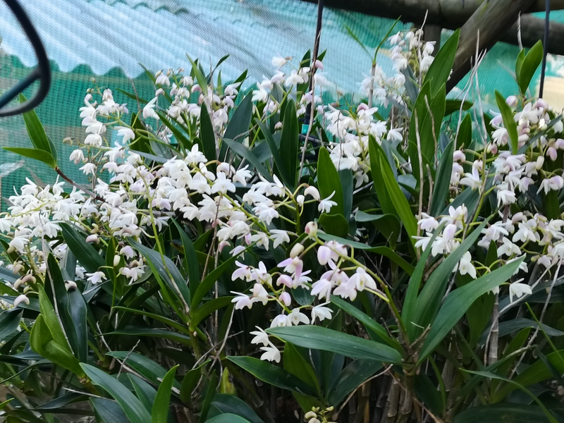 Orgidiee, Dendrobium kingianum te koop  R50-00 elk