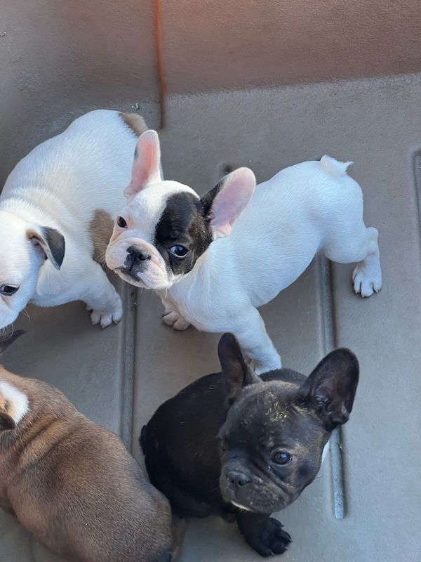 French Bulldog Puppies For Sale