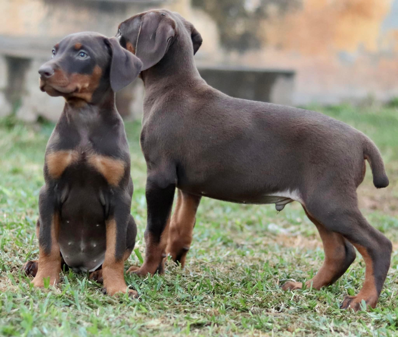 Doberman puppies