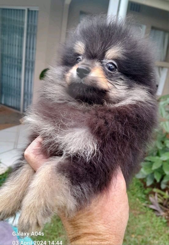 Miniature Toypom/pomeranian