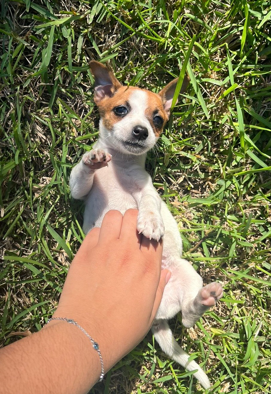Pure Breed Jack Russell puppies