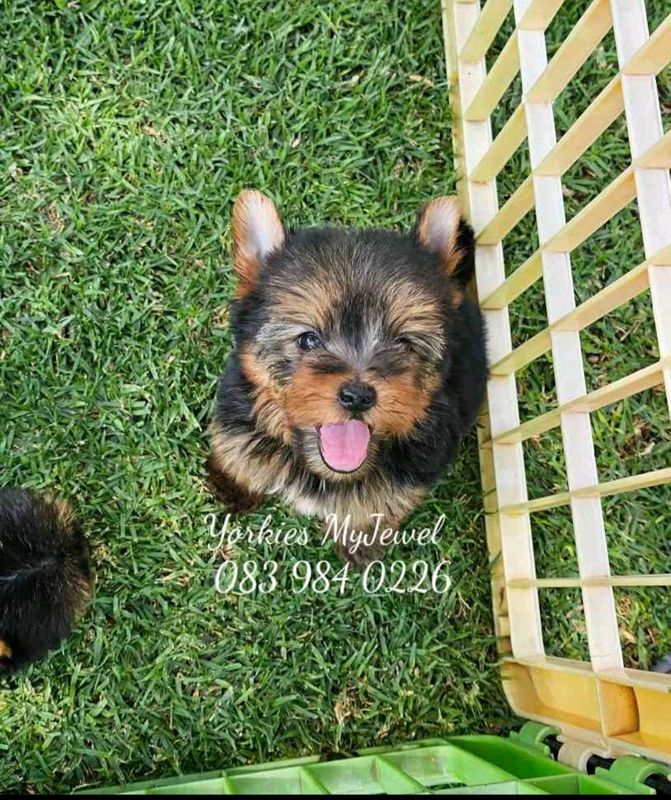 Pocket size Yorkie puppy available to go