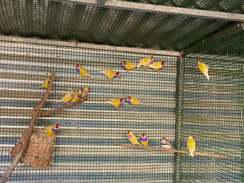 Goulians finches for sale