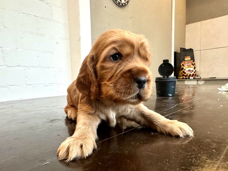 Pure Golden Cocker Spaniels available