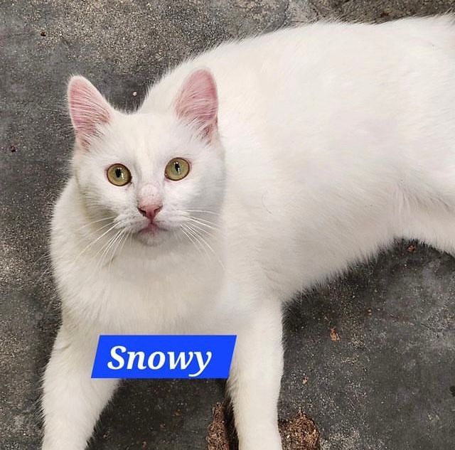 Snowy: cat up for adoption