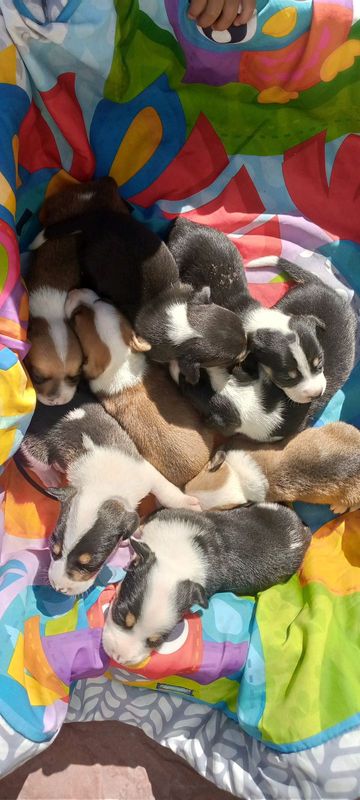 Jack Russell puppies available