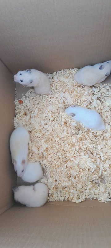 hamsters available
