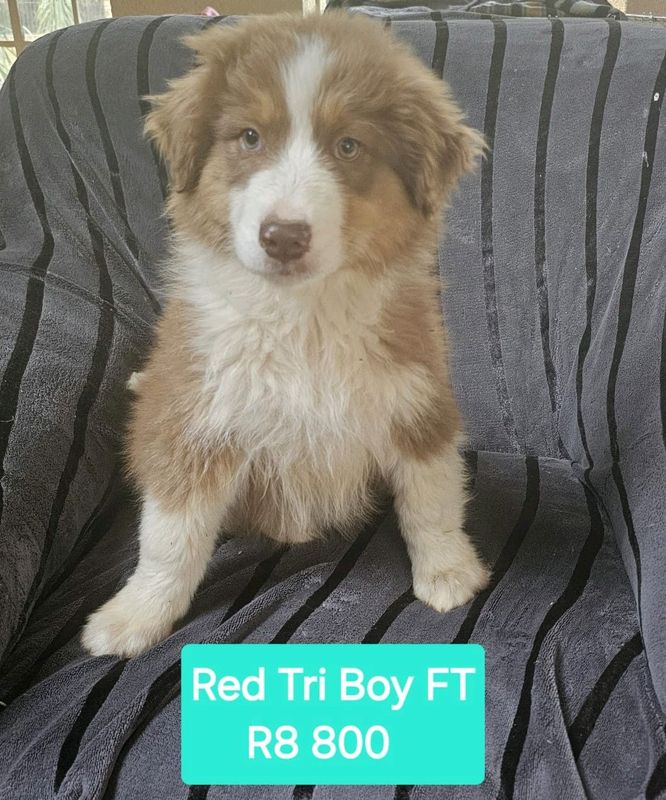 Australian shepherd puppies