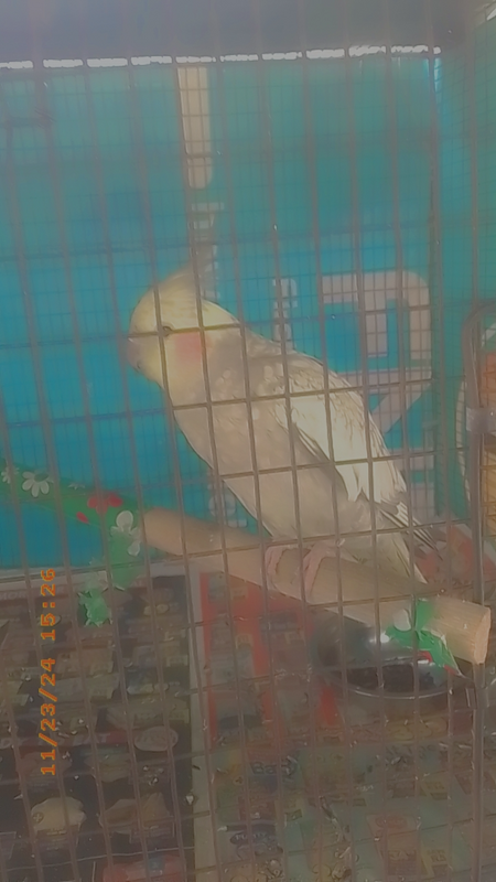 Cockatiel bird with cage