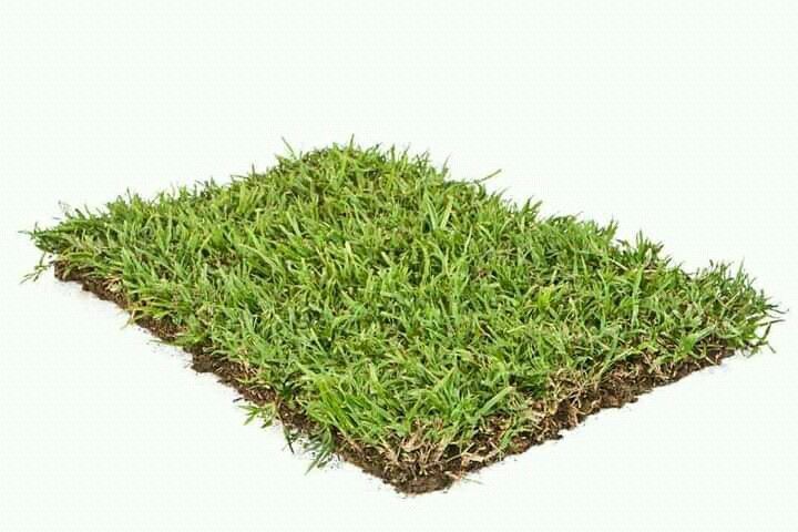 Evergreen roll on lawn grass weed free