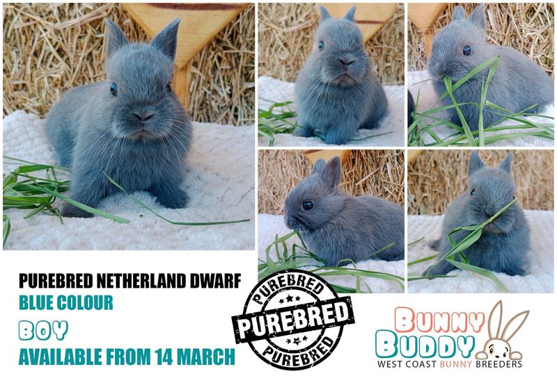 Purebred Netherland Dwarf Rabbits