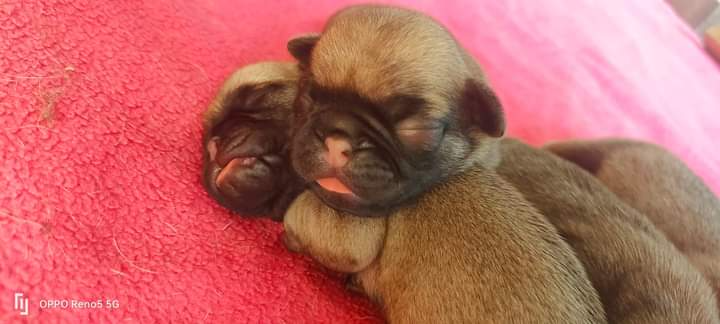 Pug pure breed