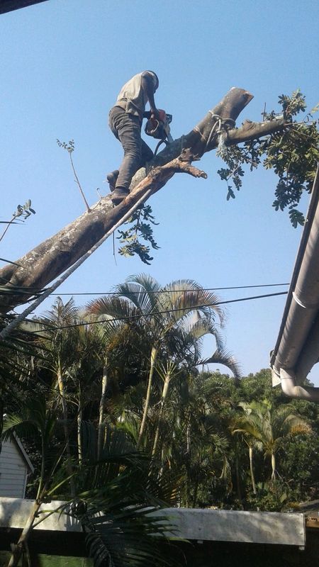 Tree felling, trimmings , palm cleaning,stump removal, over hanging treaming,site and bush cleaning.