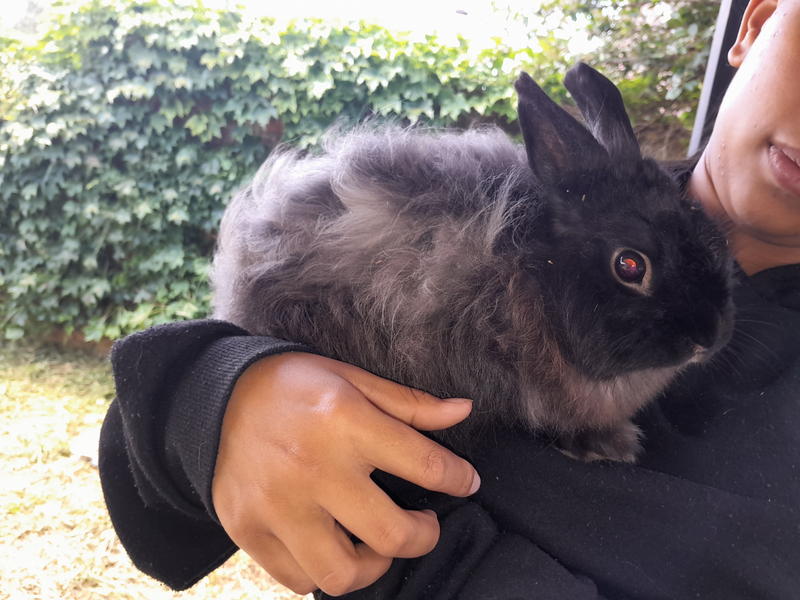 2 adorable Angora Bunnies for sale...one male and one female