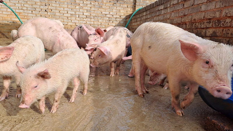 PIGS and Livestock-VEE EN VRIENDE BOERDERY