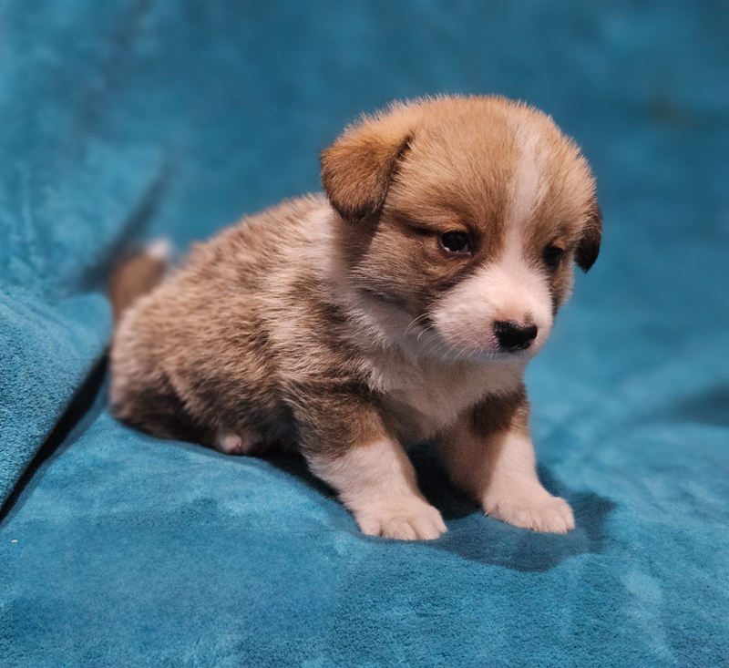 Corgi puppies available