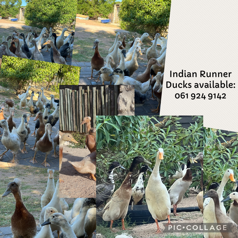 Indian Runner Ducks