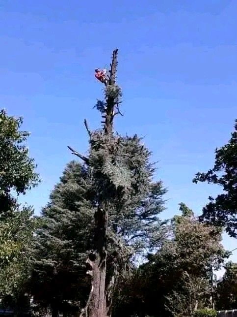 SMART TREE FELLING