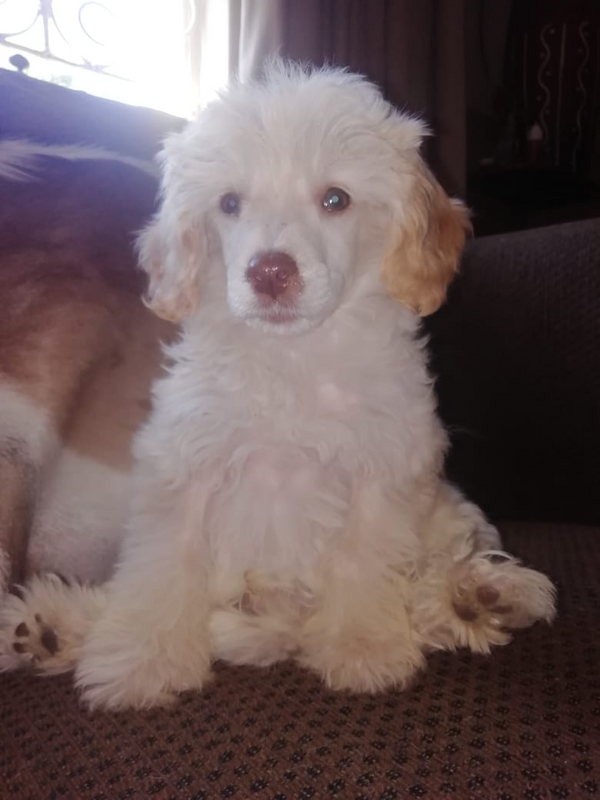 MINIATURE FRENCH POODLE PUPPIES FOR SALE