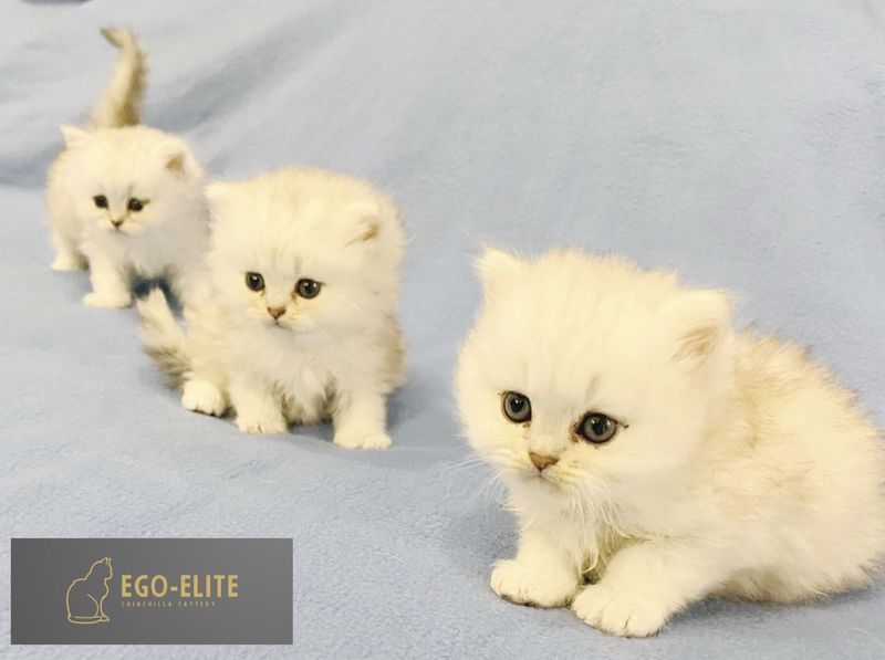 Pedigree Persian Chinchilla Kittens (Ego-Elite Cattery)