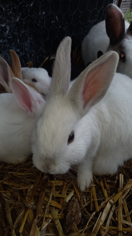 Pet Rabbit Breeding