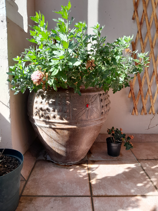 Large Pots for Plants