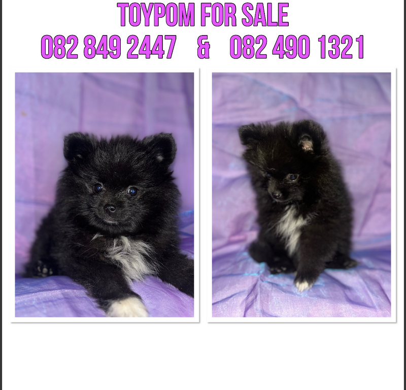 Toypoms for sale