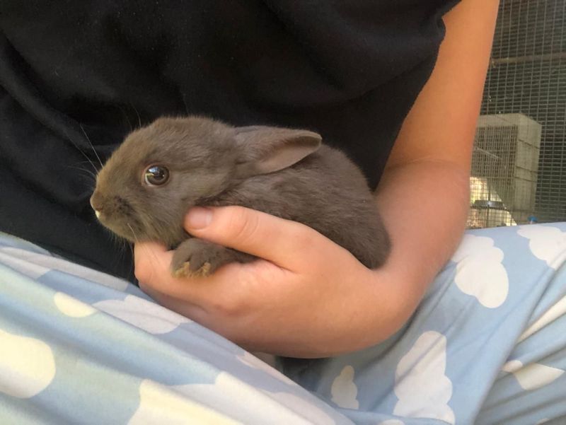 Beautiful dwarf bunnies for sale