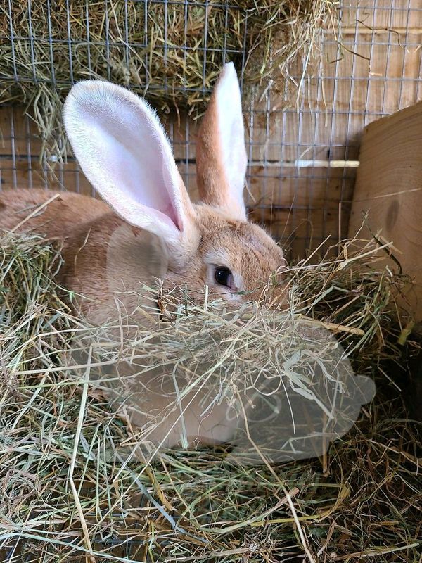 Rabbits For Pets, Meat Or Breeding